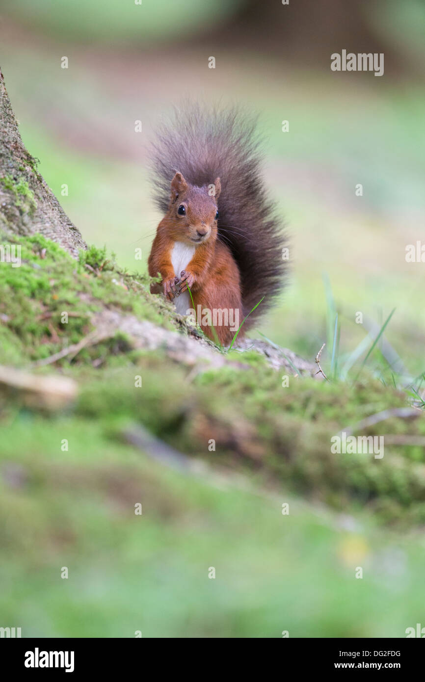 Eichhörnchen (Sciurus Vulgaris) saß auf Basis der Baum im Wald Einstellung. Yorkshire Dales, North Yorkshire, Großbritannien Stockfoto