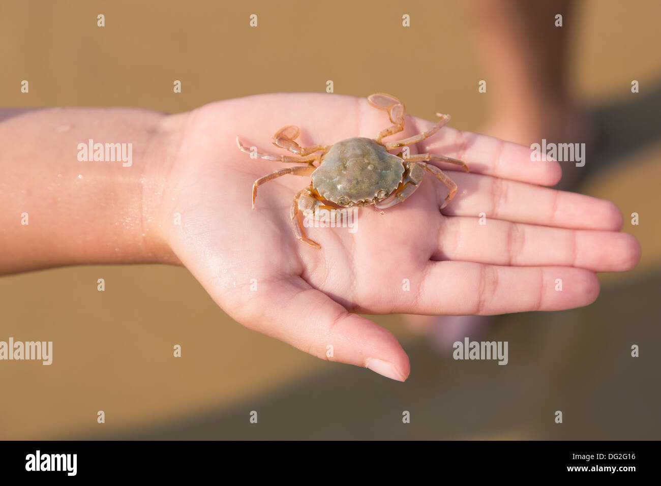 Baby-Krabben auf die Hand des Kindes, der Küste Stockfoto