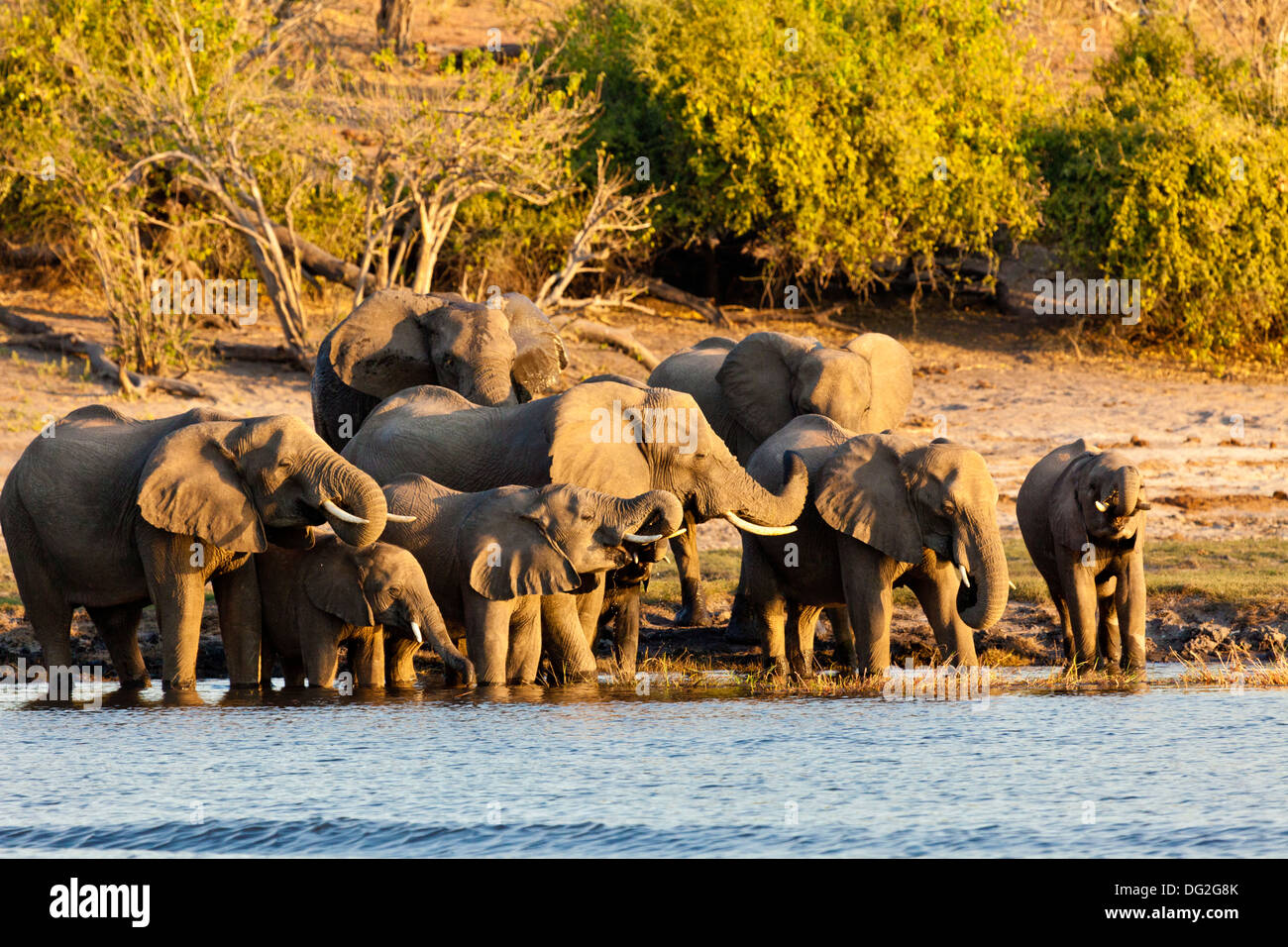 Eine Zucht-Herde von afrikanischen Elefanten (Loxodonta Africana) trinken am Ufer des Chobe River in Botswana Stockfoto