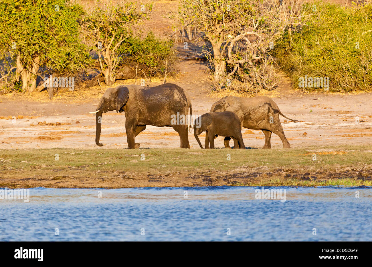 Eine Herde Zucht von afrikanischen Elefanten (Loxodonta Africana) am Ufer des Chobe River in Botswana Stockfoto