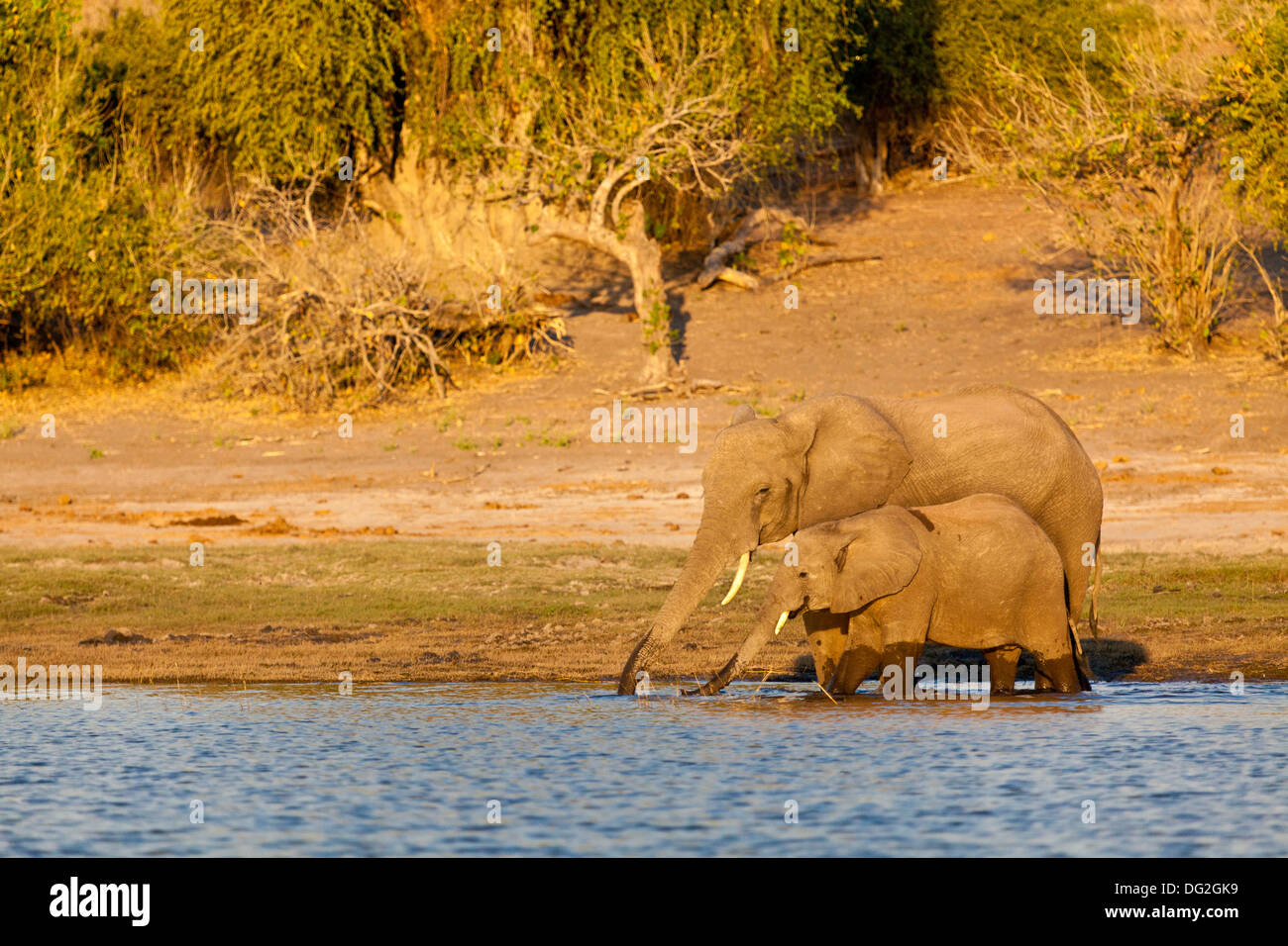 Eine Mutter und Kalb afrikanischer Elefant (Loxodonta Africana) trinken am Ufer des Chobe River in Botswana Stockfoto