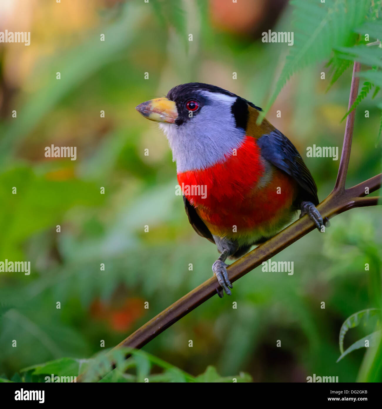 Vogel im Dschungel von Ecuador, Südamerika Stockfoto