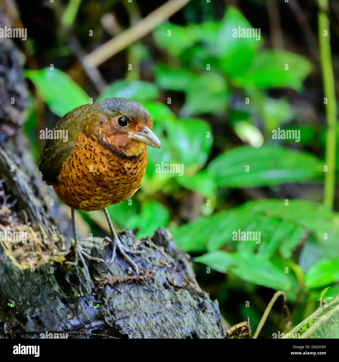 Vogel im Dschungel von Ecuador, Südamerika Stockfoto