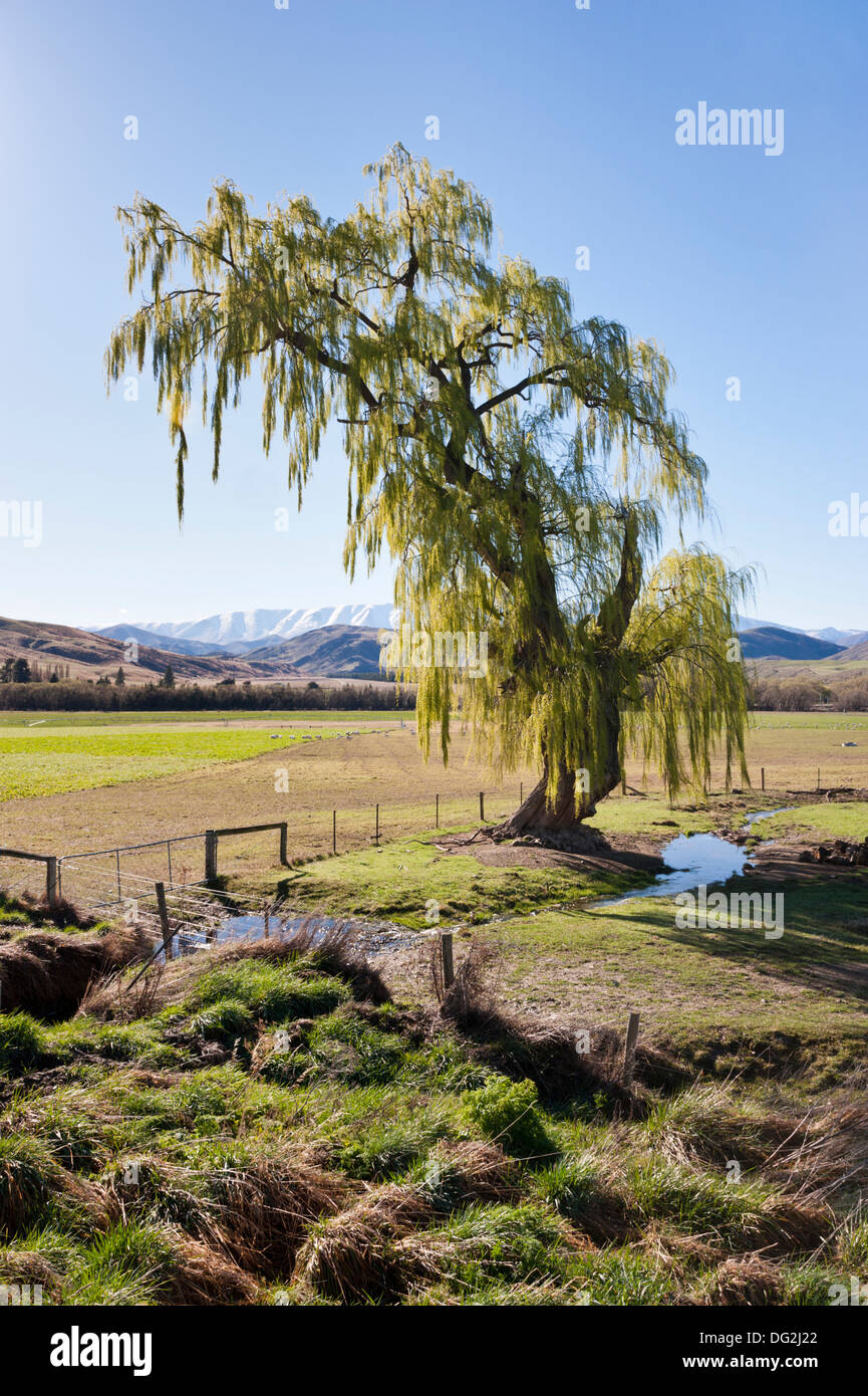 Willow Tree im Frühjahr neben der Autobahn 8 in der Nähe von Tarras, in der Nähe von Wanaka, Central Otago, Südinsel, Neuseeland, mit einer Bergkulisse. Stockfoto