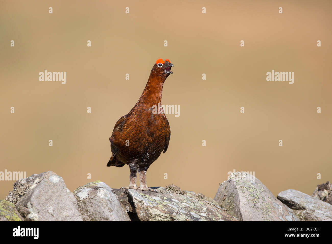 Moorschneehuhn (Lagopus Lagopus Scotica) aufrufen aus trockenem Stein Wand im Heidekraut Moorland. Sommer, Yorkshire Dales UK. Stockfoto