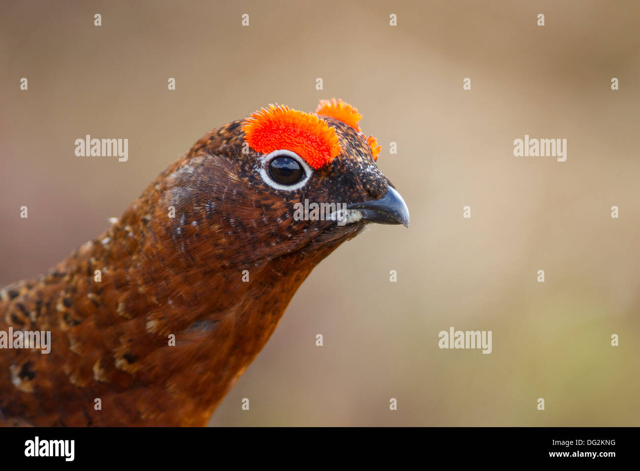 Moorschneehuhn (Lagopus Lagopus Scotica) in blühenden Heidekraut Moorland. Männlichen Schwanz kämmt roter Augen. Yorkshire Dales UK Stockfoto