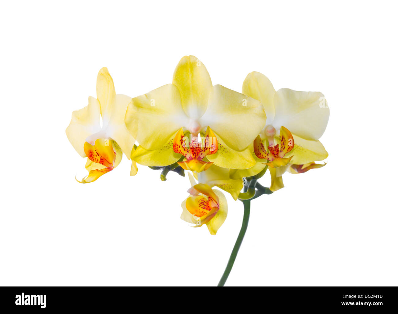 Gelbe Orchidee isoliert auf dem weißen Stockfoto