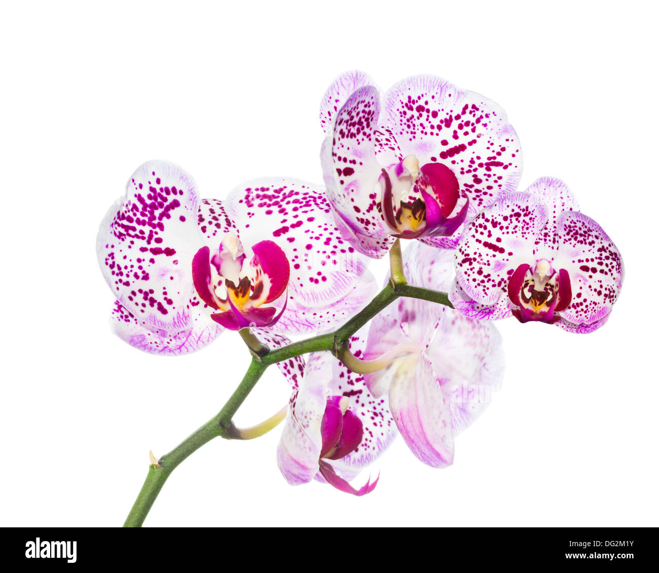 Blühen bunte Orchideen isoliert, Hintergrund Stockfoto