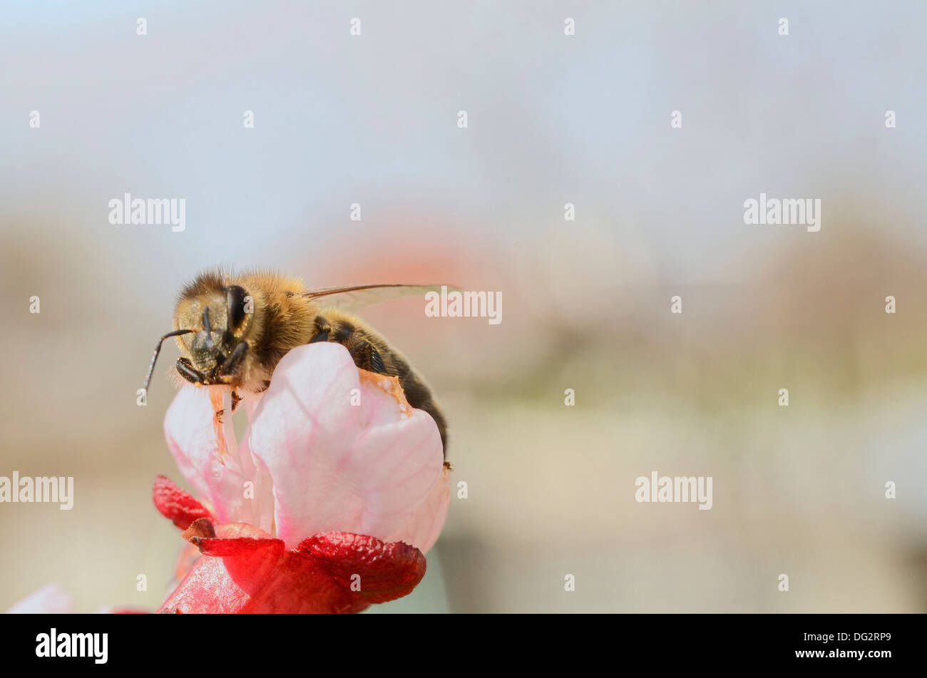 Honigbiene sammelt Nektar aus einer Apfelblüte im Frühjahr gebucht Stockfoto