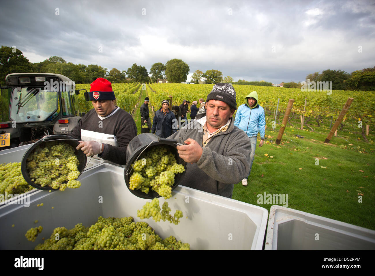 Rumänische Obstpflücker in den Weinbergen auf Englisch wine Maker Kapelle, Weine, Tenterden, Kent, England, UK Stockfoto