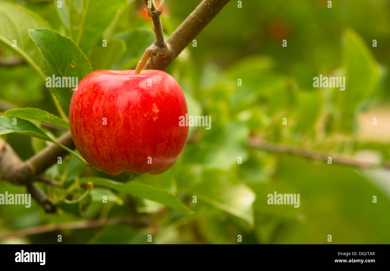 Sweet Red Apple wächst im Obstgarten des Landwirts Stockfoto