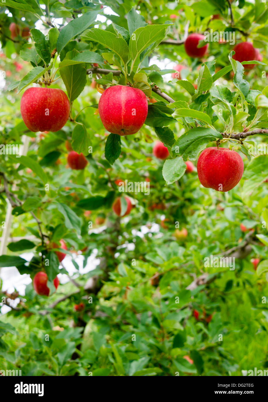 Blätter und Äpfel füllen diese Nuture-Szene Stockfoto