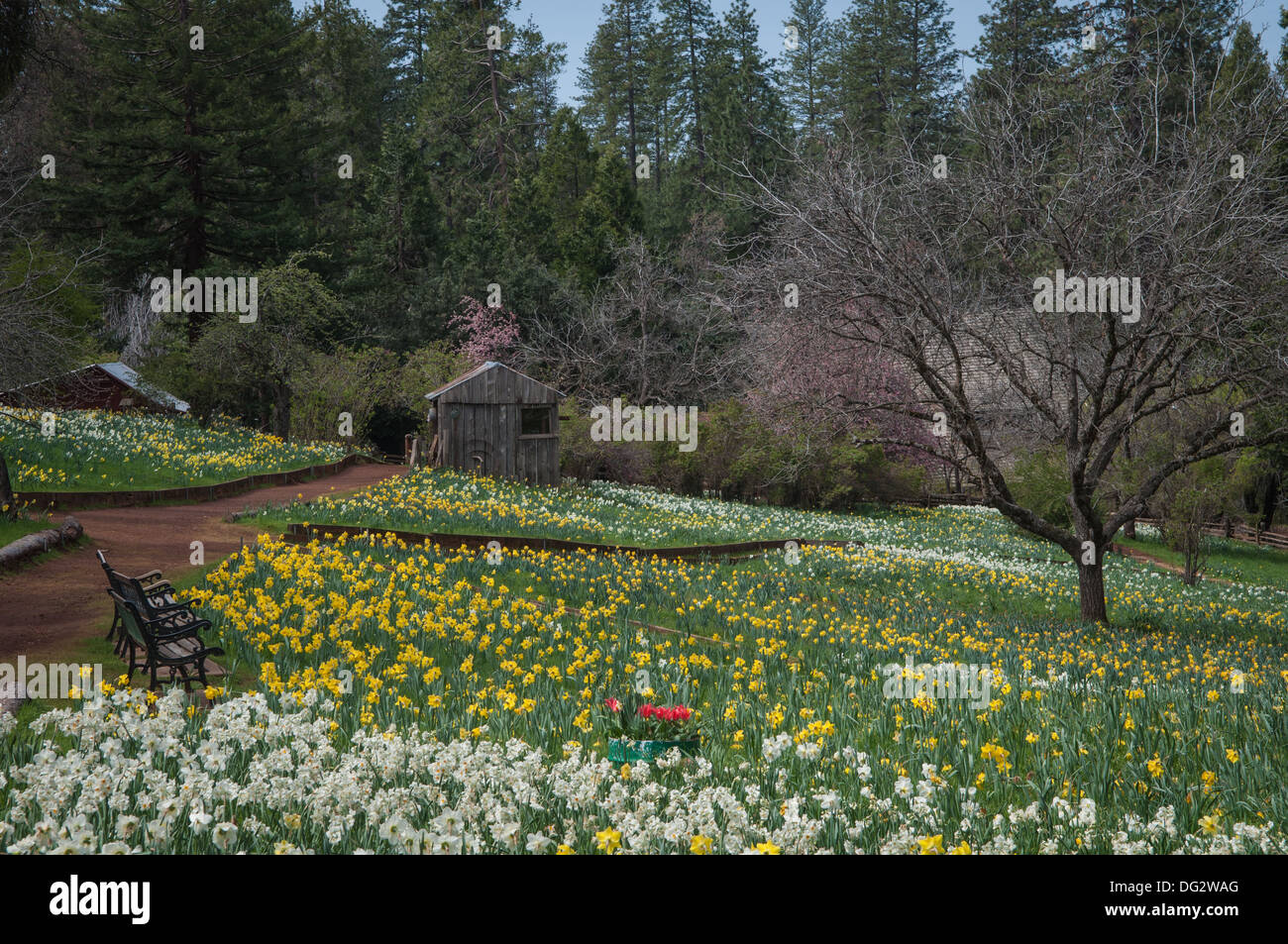 Hütte am Daffodil Hill touristische Attraktion Kalifornien im Frühjahr Stockfoto