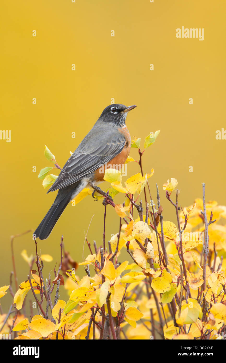 American Robin Stockfoto