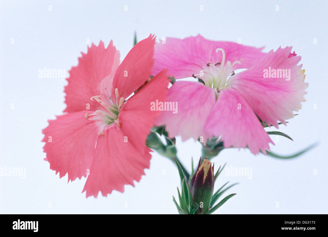 Chinesische rosa dianthus chinensis Fotos und Bildmaterial in hoher