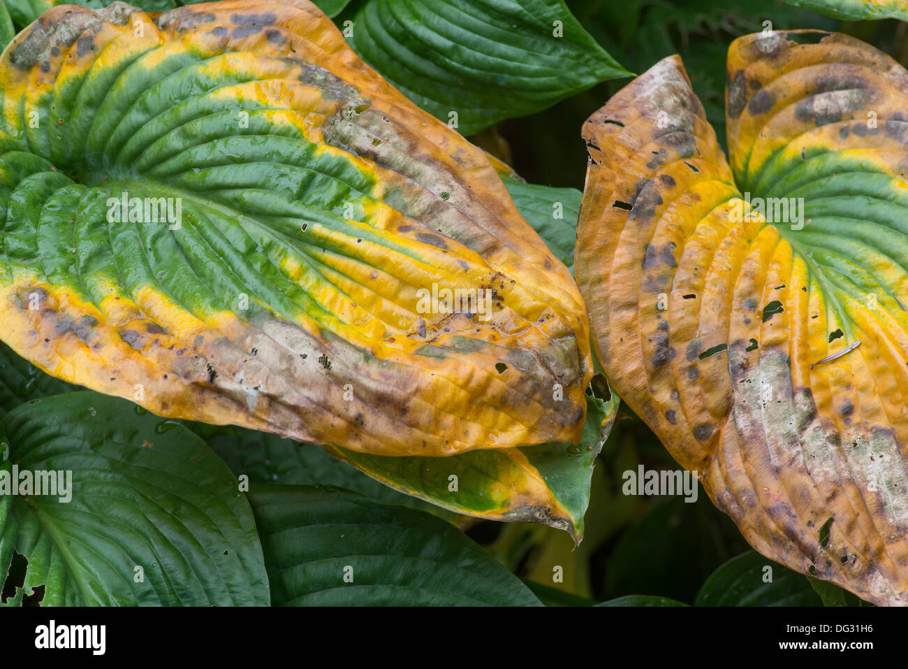 Blätter der Hosta im Herbst. Stockfoto