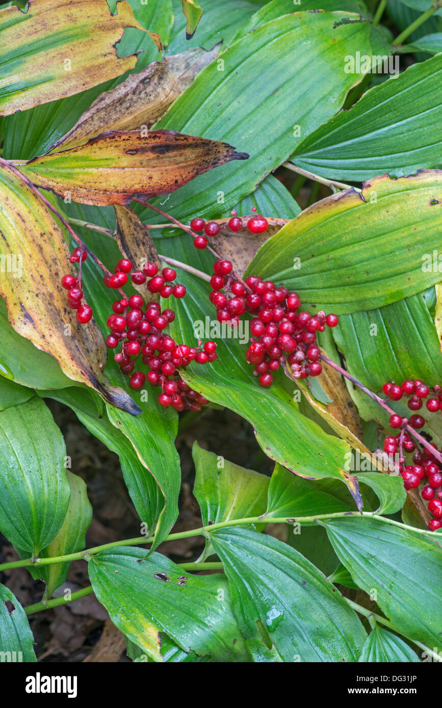 Narde: Maianthemum Racemosum 'Wisley Pailletten"Beeren im Herbst Stockfoto