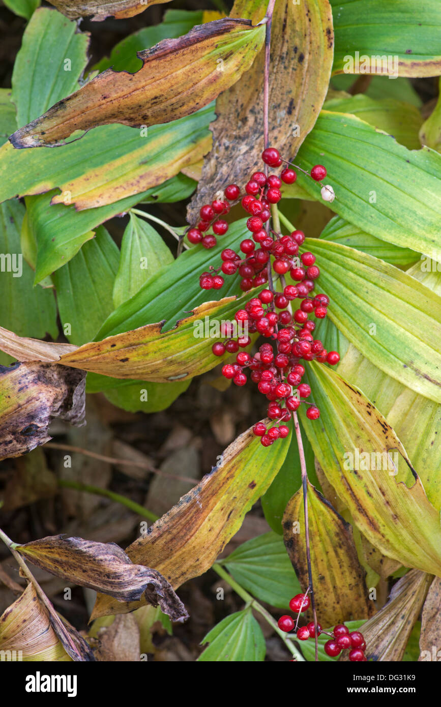 Narde: Maianthemum Racemosum 'Wisley Pailletten"Beeren im Herbst Stockfoto