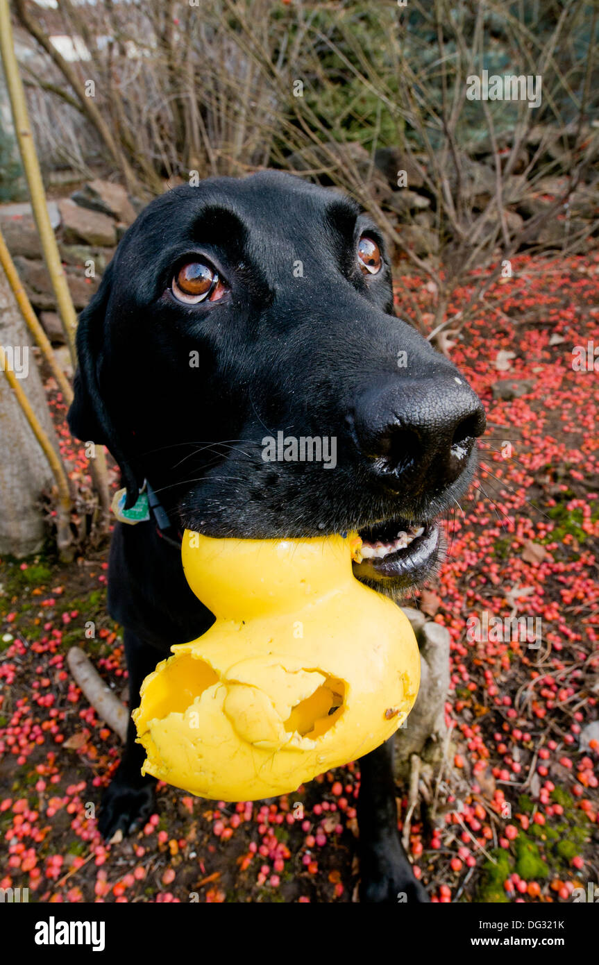 Schwarze Labrador Retriever mit Gummiente Stockfoto