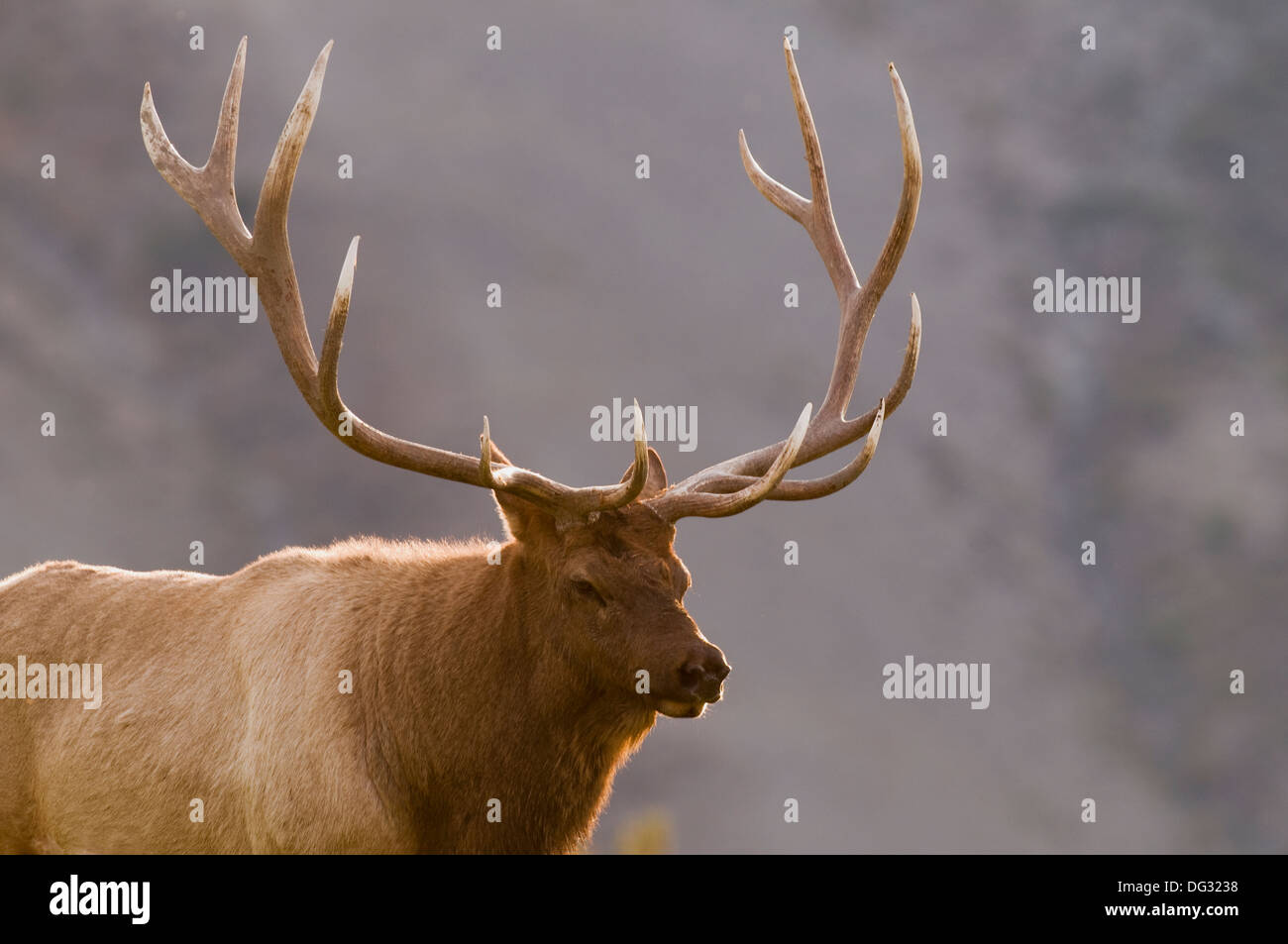 Rocky Mountain Elk Bull (Cervus Canadensis Nelsoni) im Yellowstone Nationalpark, WY Stockfoto