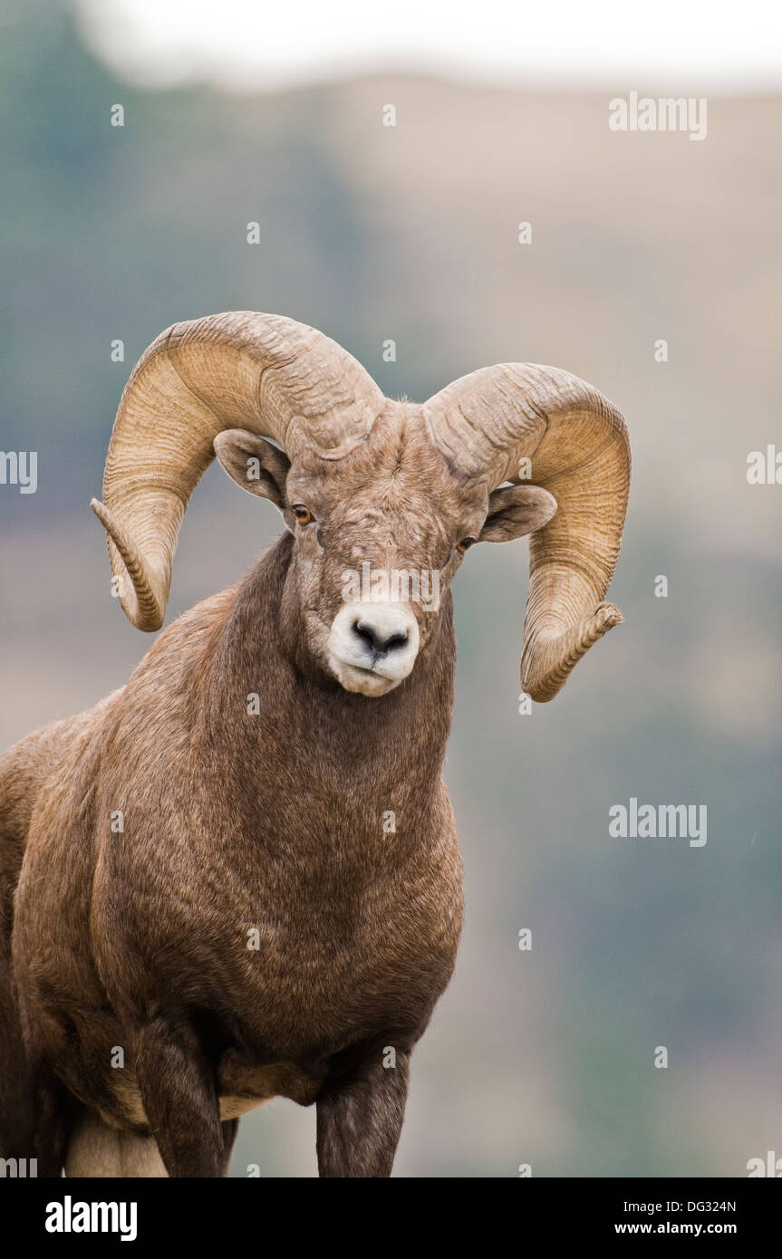 Rocky Mountain Bighorn Schafe Ram (Ovis Canadensis Canadensis) auf Wildhorse Insel im Flathead Lake Montana Stockfoto