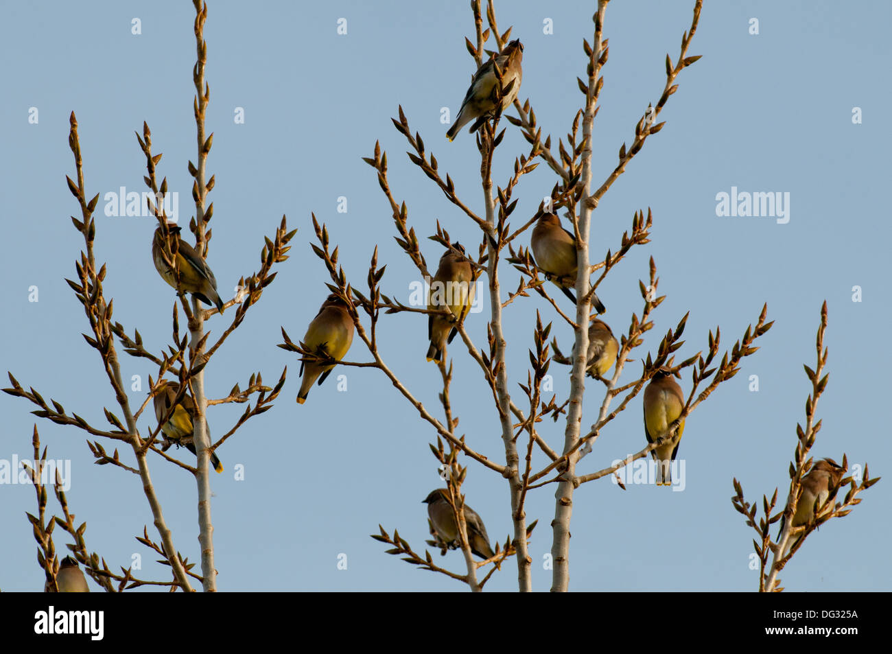 12 Cedar waxwings in einem Baum gehockt Stockfoto