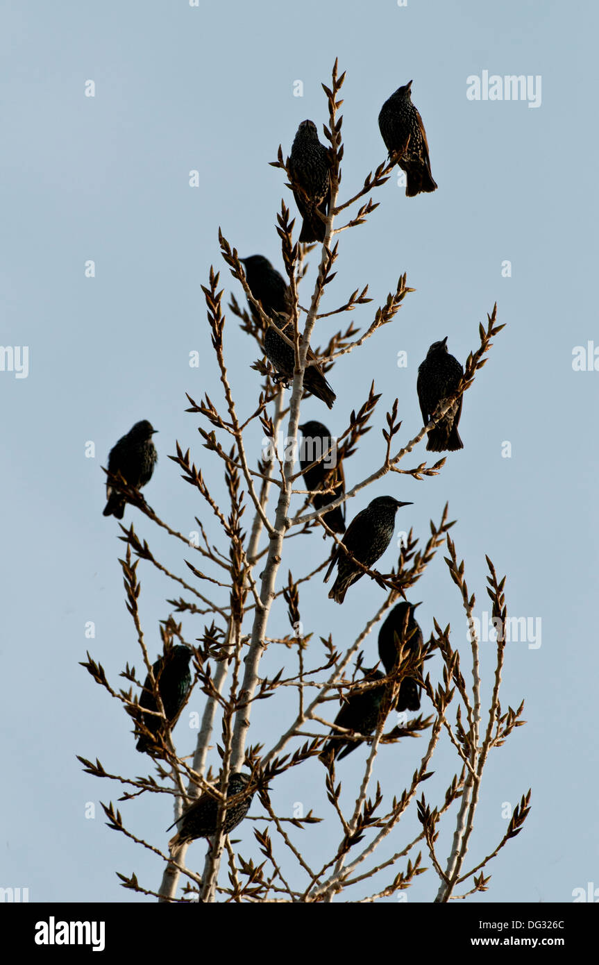 Herde der Europäischen Stare (Sturnus Vulgaris) thront in Baum Stockfoto