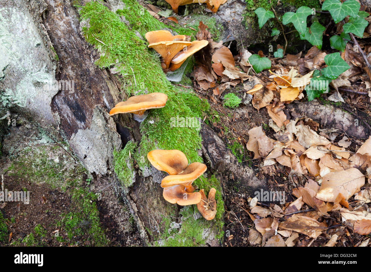 Pilze in den Wäldern, die auf Bäumen wachsen Stockfoto