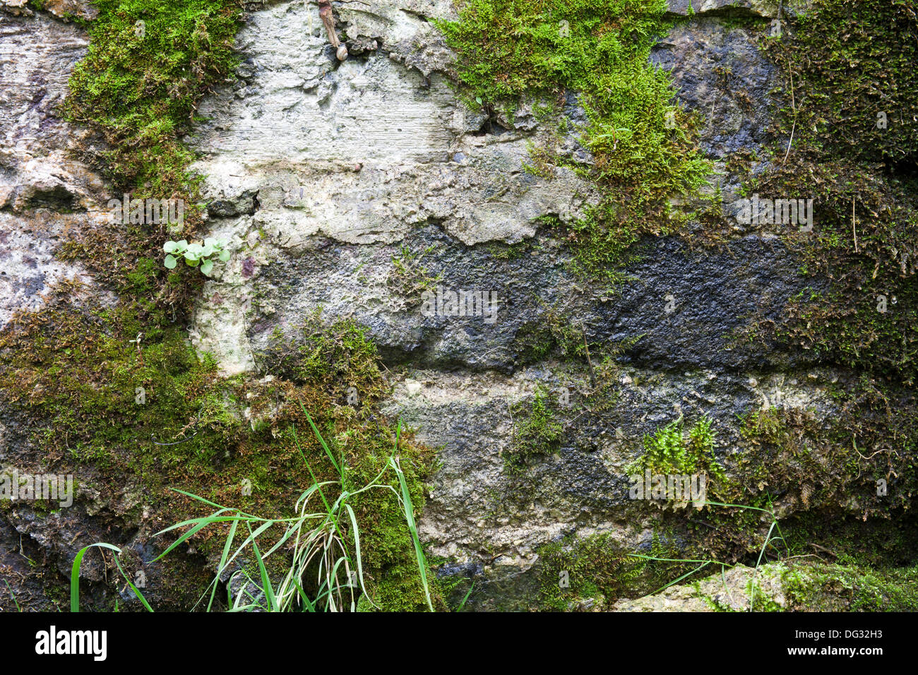 alte Steinmauer mit grünem Moos Stockfoto