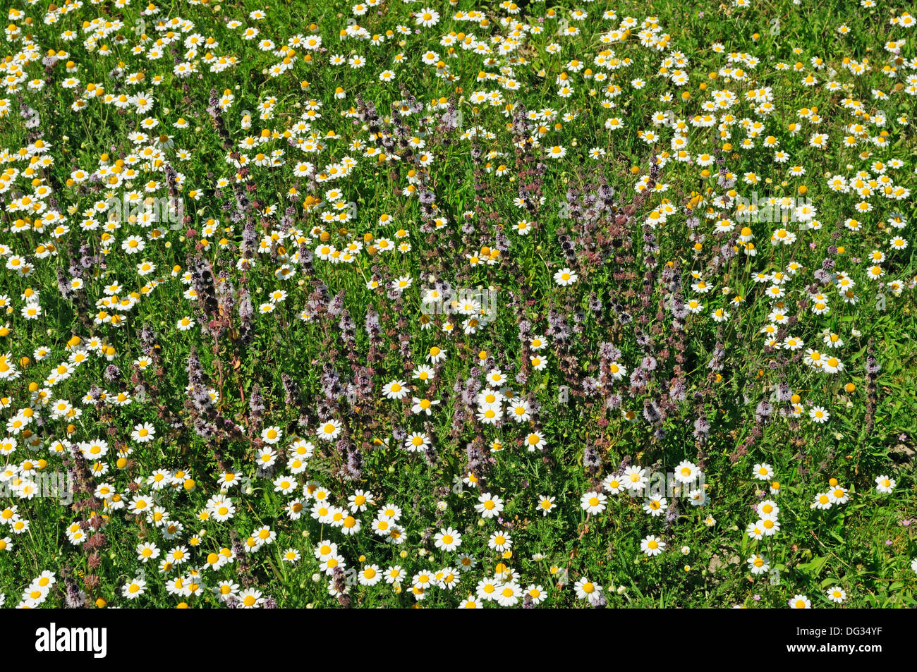 Blumen Poleiminze (Mentha Pulegium) Stockfoto