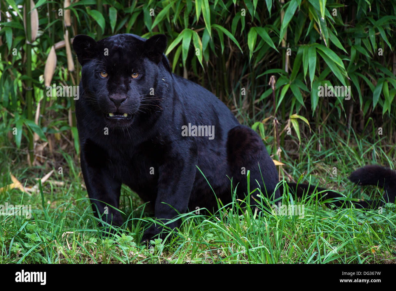 Schwarzer Jaguar Stockfoto