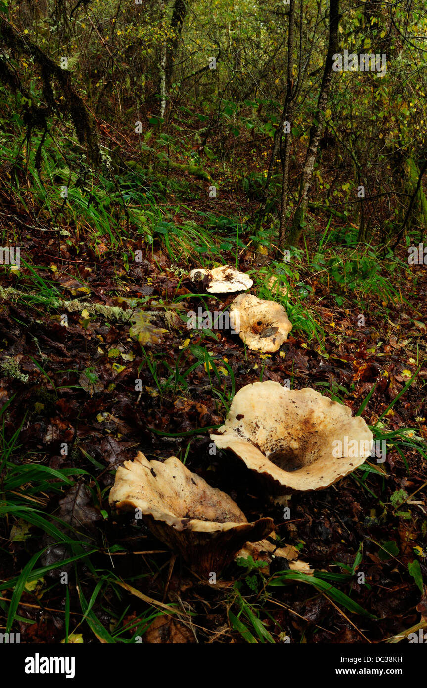 Die trooping Trichter oder des Mönchs Kopf Fliegenpilze (Clitocybe Geotropa) im Wald. Stockfoto