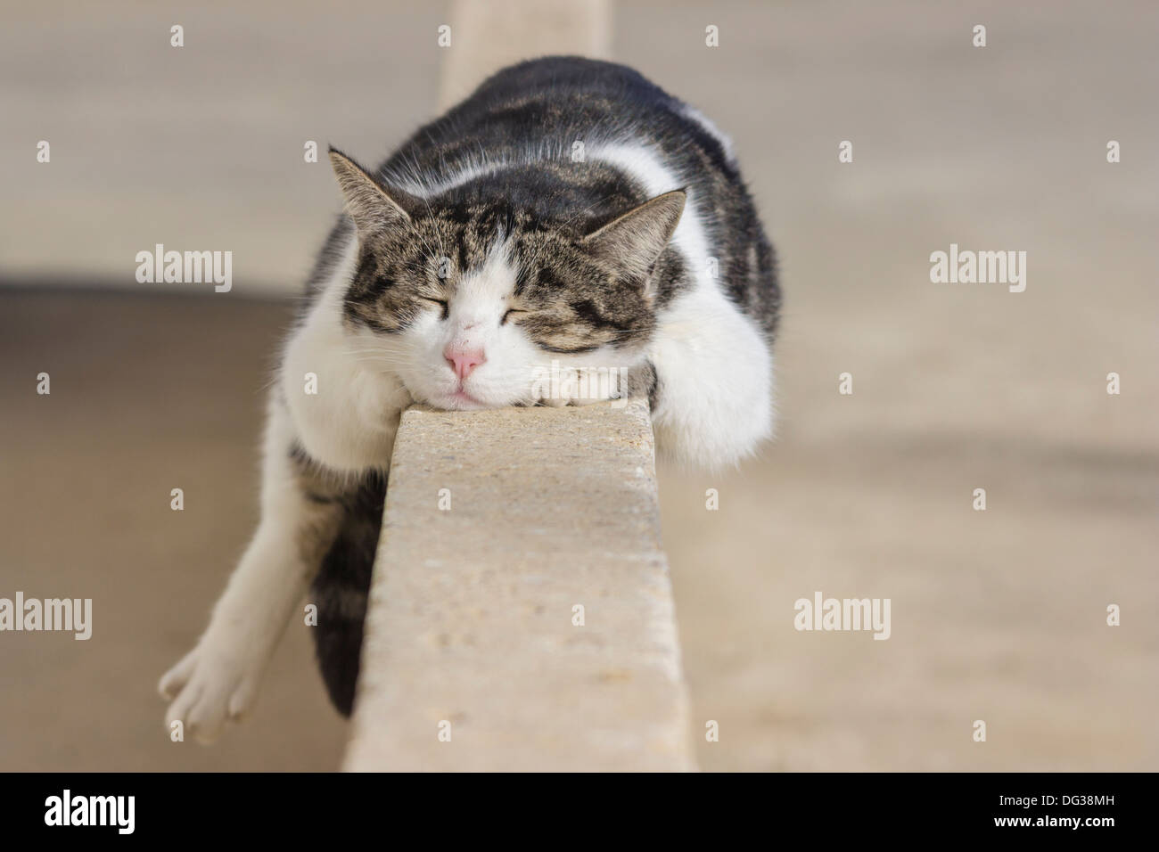 Katze schläft auf einer Wand Stockfoto
