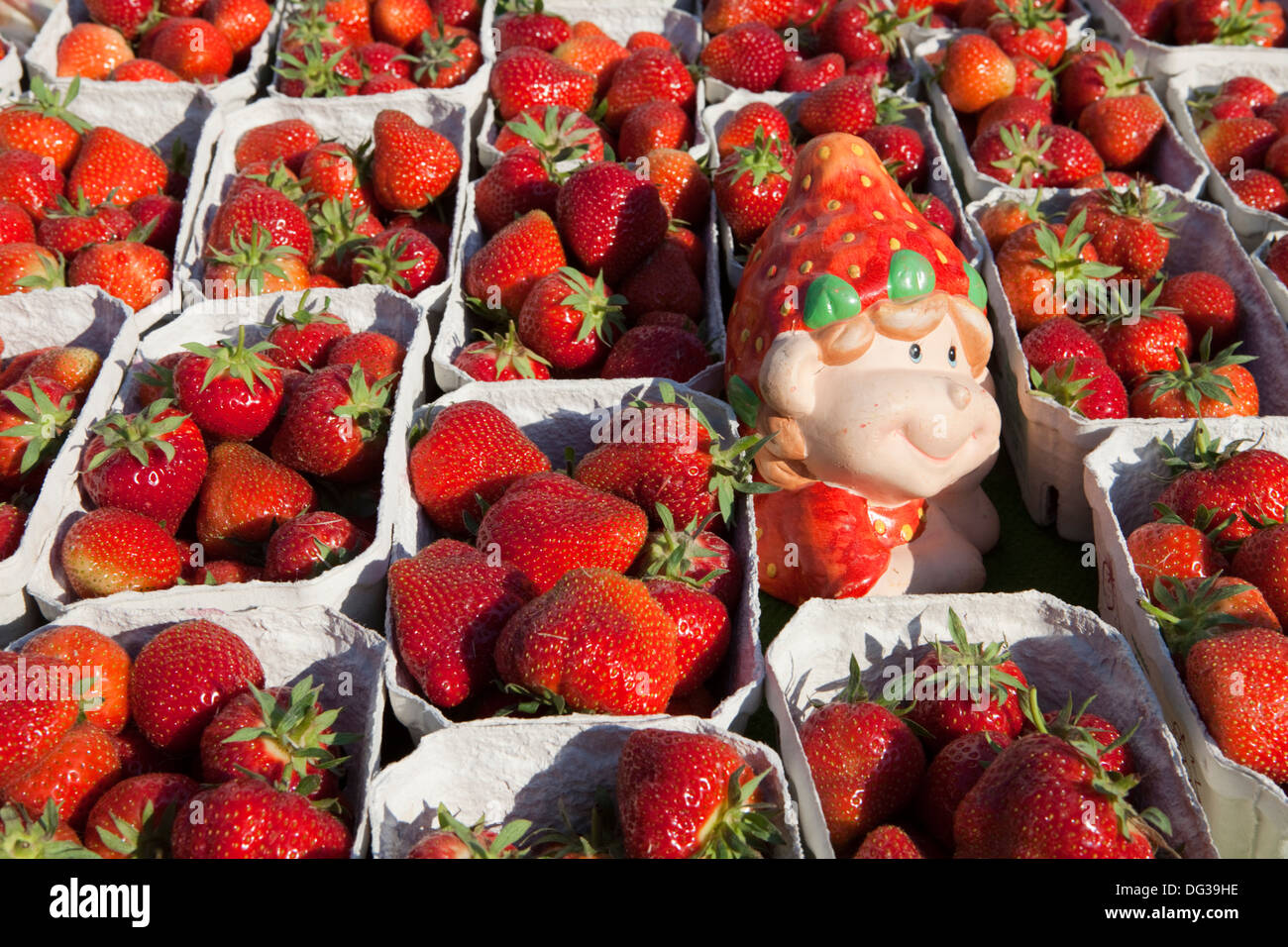 Erdbeeren auf dem Abwürgen, Hannover, Niedersachsen, Deutschland, Europa, Stockfoto