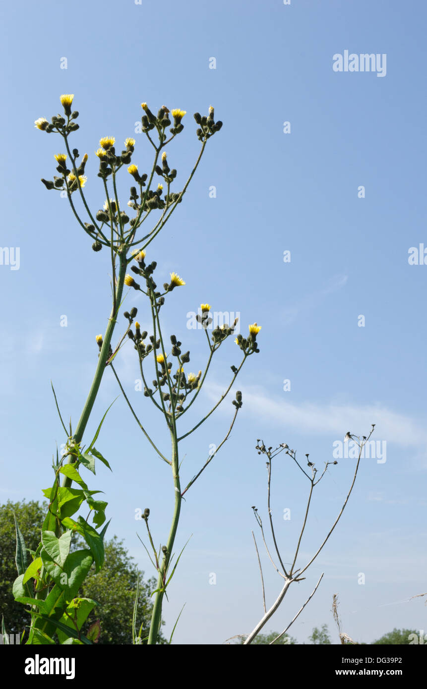 Ackerwinde Liebesbeziehung des Stammes des Smooth Hawksbeard Stockfoto