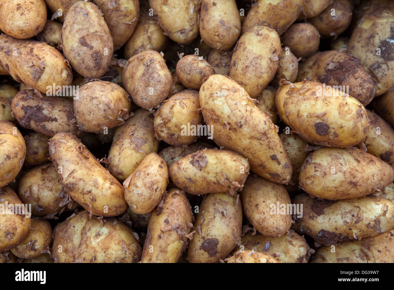 Neue Kartoffeln auf dem Abwürgen, Hannover, Niedersachsen, Deutschland, Europa Stockfoto