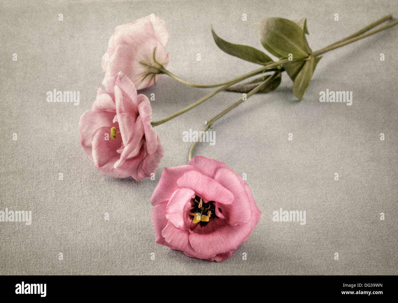 Drei rosa Blüten mit Textur-overlay Stockfoto