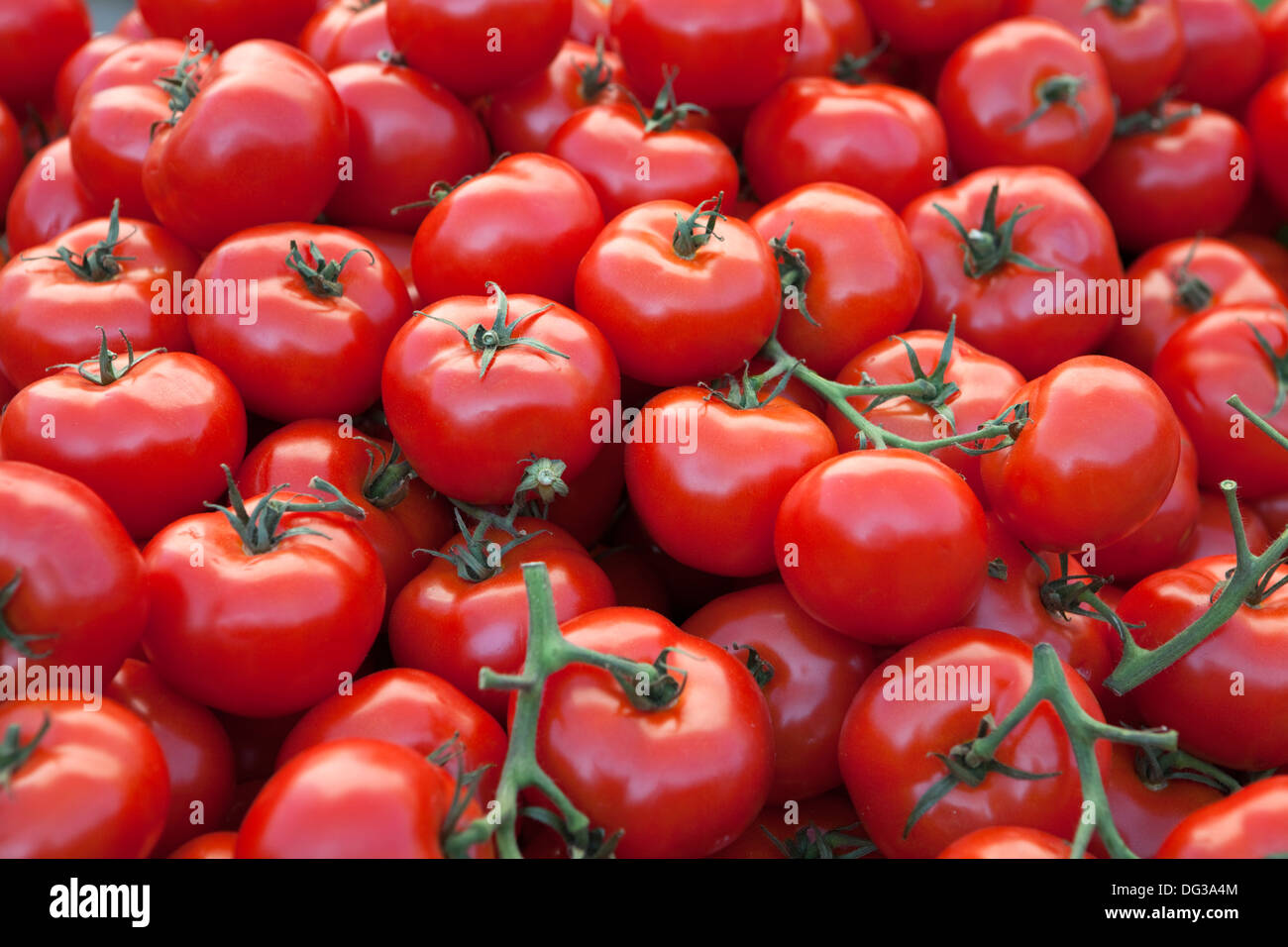 Tomaten-Stand auf dem Marktplatz, Hannover, Niedersachsen, Deutschland, Europa, Stockfoto