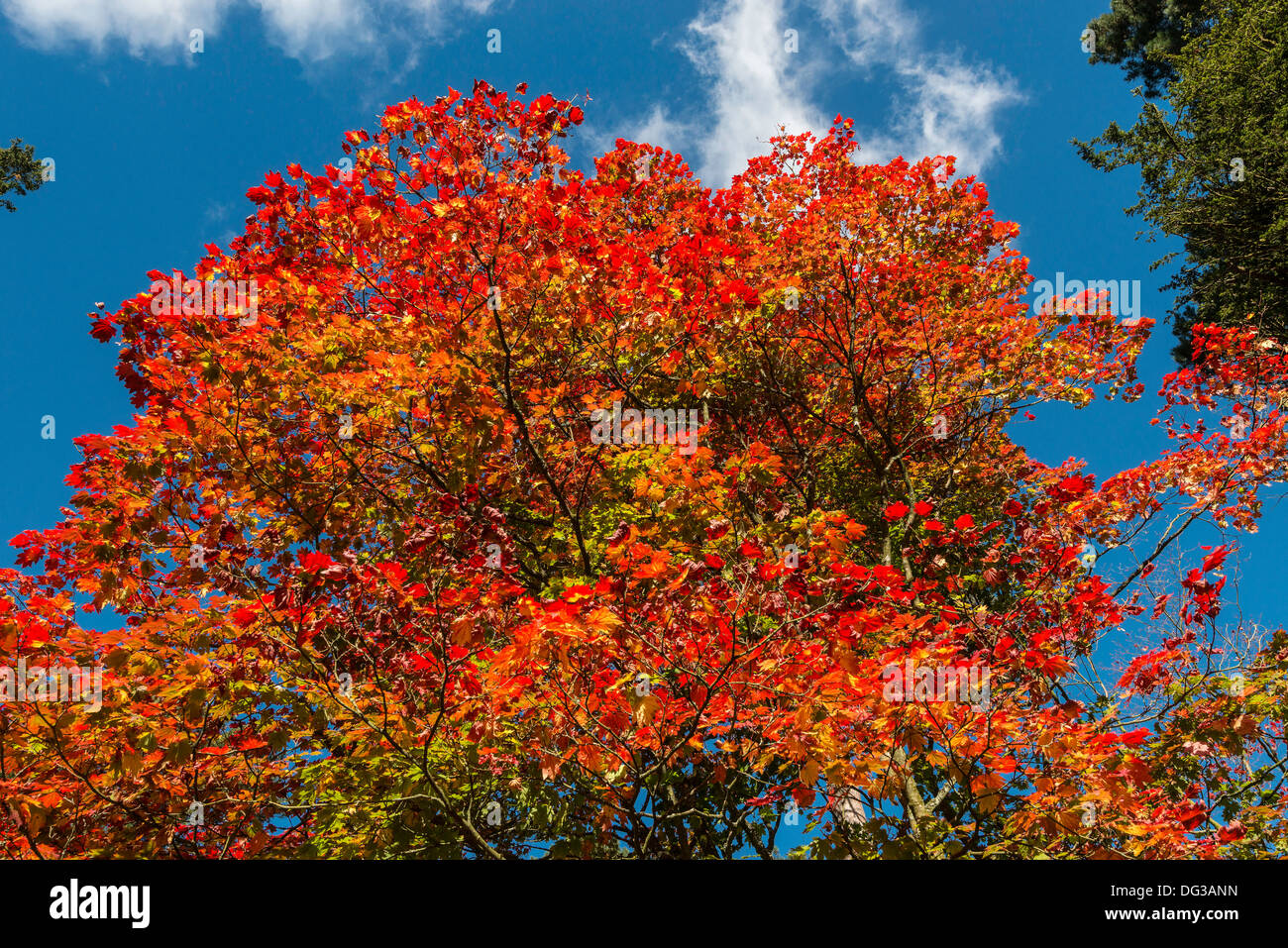 Acer-Baum in Herbstfarben in National Arboretum, Westonbirt nr Tetbury Glos. Engalnd UK. von der Forestry Commission verwaltet. Stockfoto