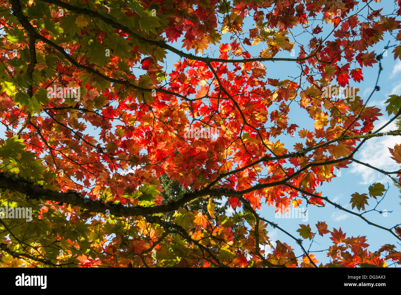 Acer-Baum in Herbstfarben in National Arboretum, Westonbirt nr Tetbury Glos. Engalnd UK. von der Forestry Commission verwaltet. Stockfoto