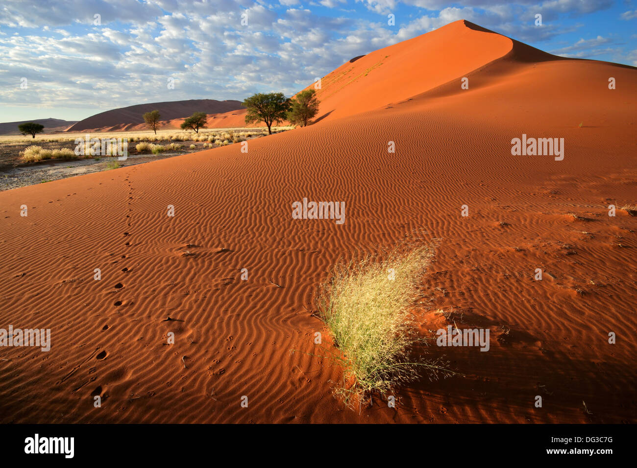 Wüstenlandschaft mit roten Sanddünen und Gräsern, Sossusvlei, Namibia Stockfoto