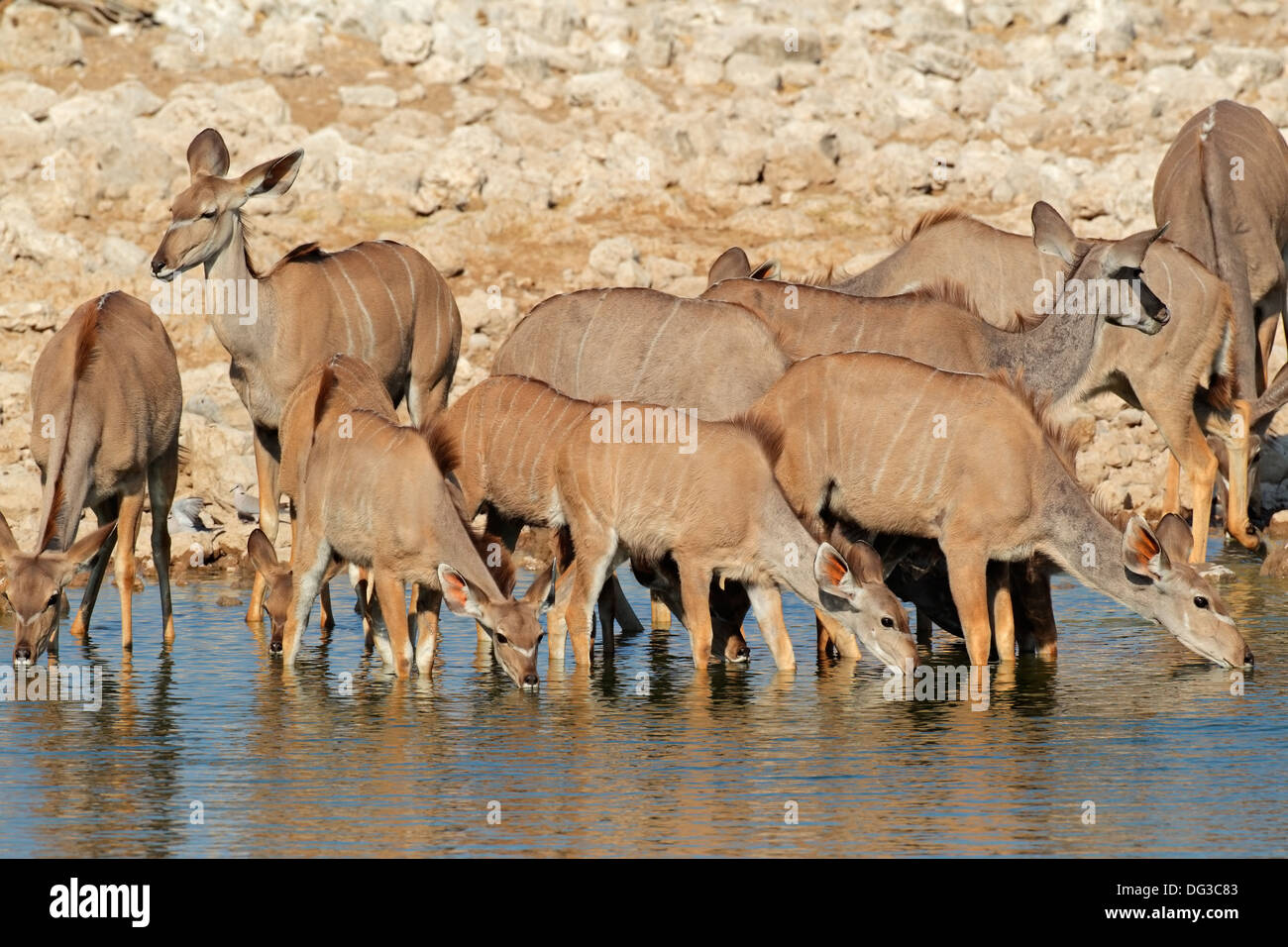 Kudu Antilopen (Tragelaphus Strepsiceros) Trinkwasser, Etosha Nationalpark, Namibia Stockfoto