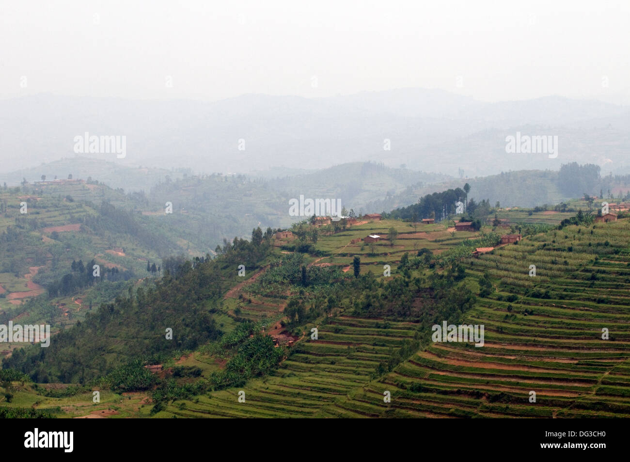 Rural Ruanda-Land der 1000 Hügel Farmen Banane und Hügel mit Terrassierung, Wald- und Landwirtschaft Nebel in der Ferne Stockfoto