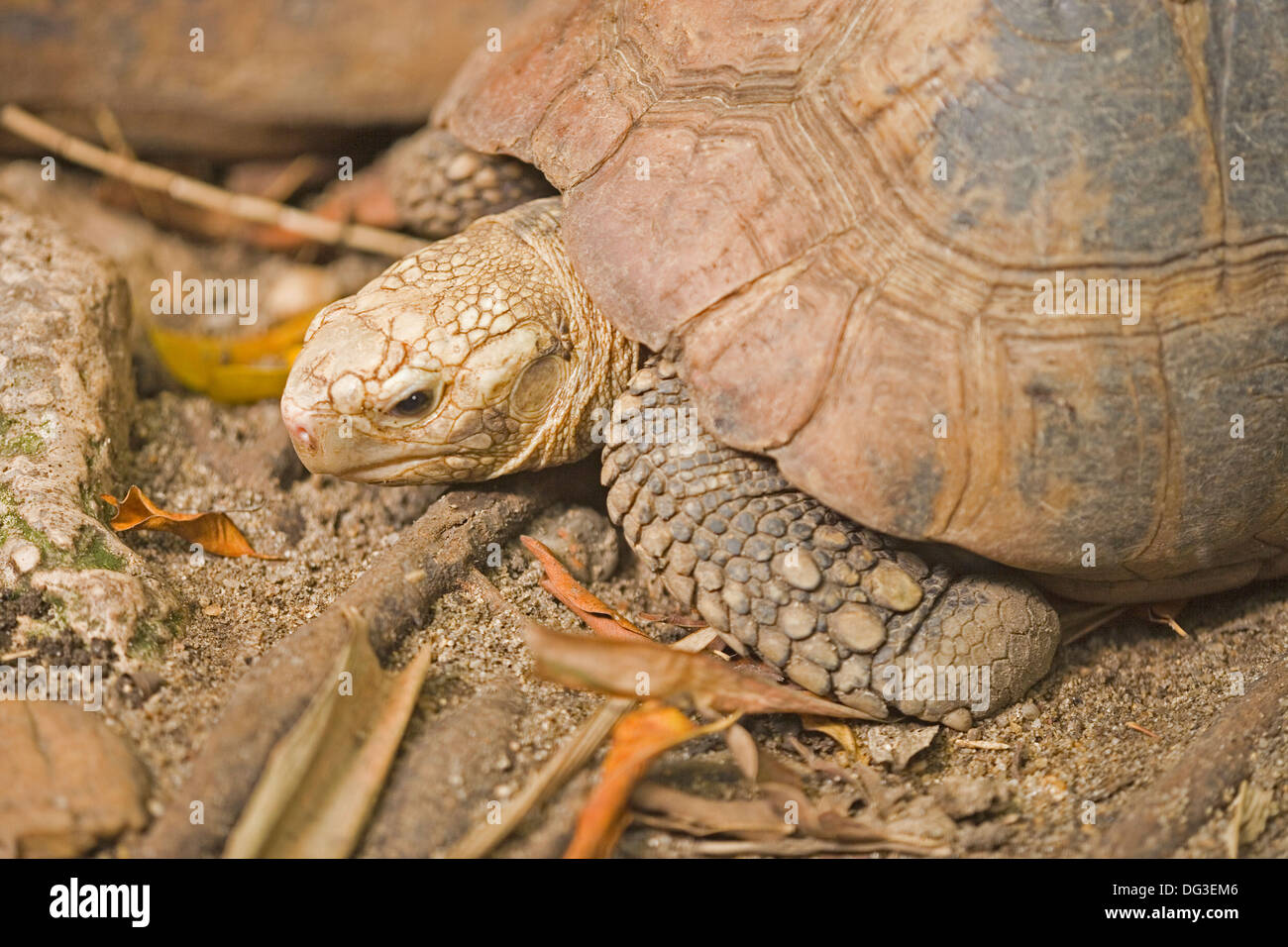 Unter der Leitung von gelb oder längliche Schildkröte (Indotestudo Elongata). Gefunden Sie weit verbreitet in Südost-Asien, Nordost-Indien, der malaiischen Halbinsel. Stockfoto