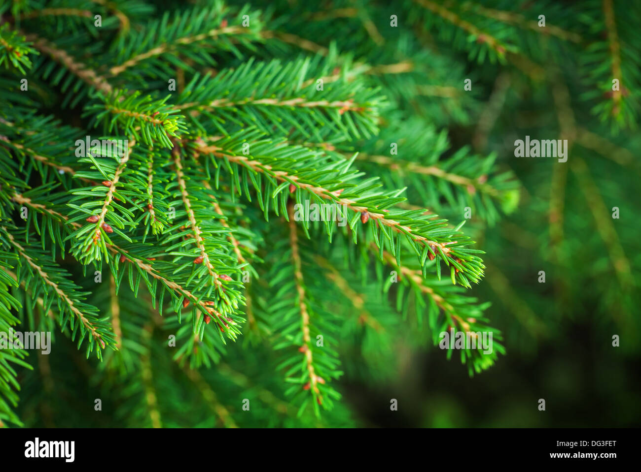 Leuchtend grüne Tanne Baum Zweige Makrofoto mit selektiven Fokus Stockfoto
