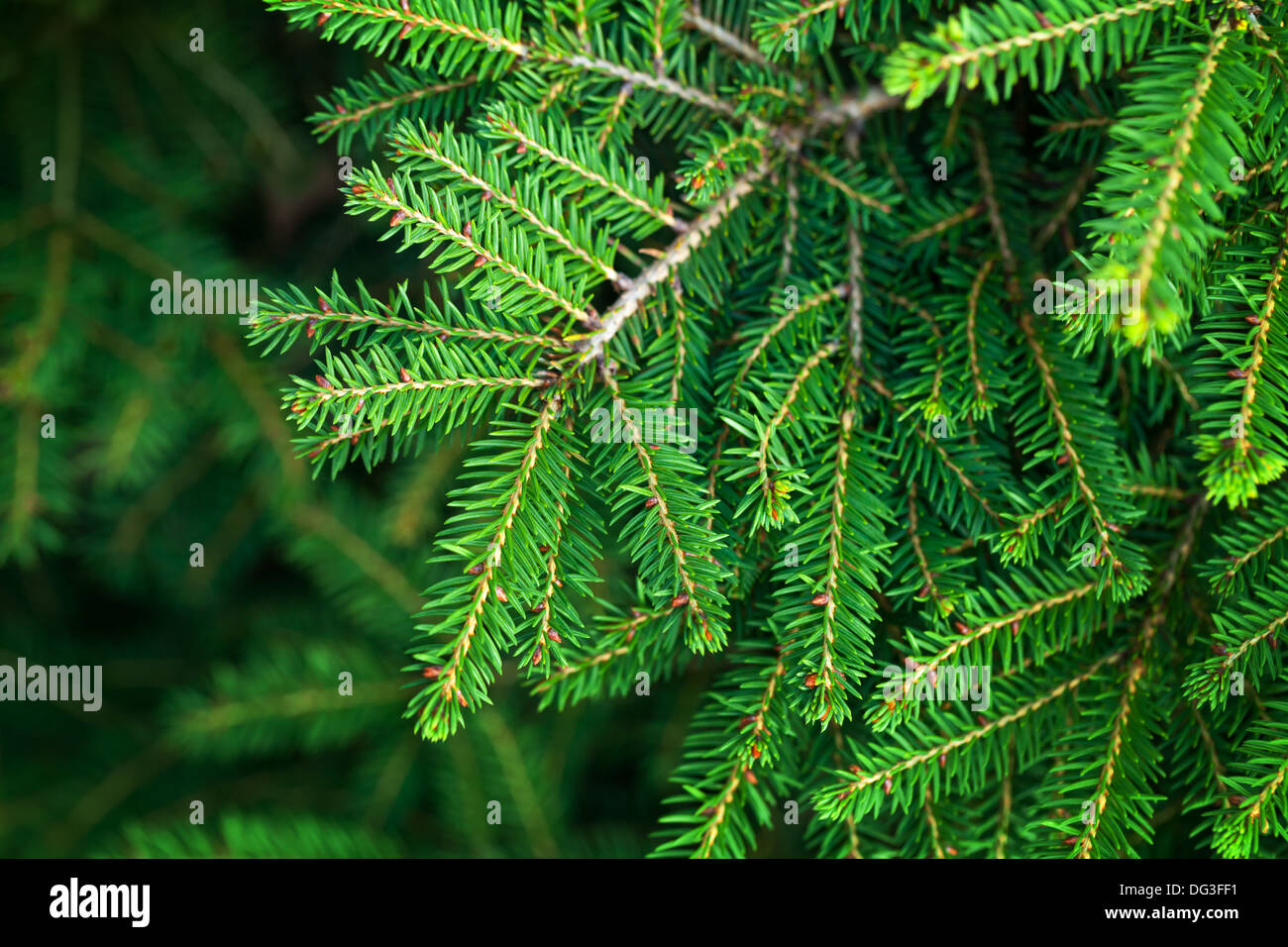 Leuchtend grüne Tanne Baum Zweig Makrofoto Stockfoto