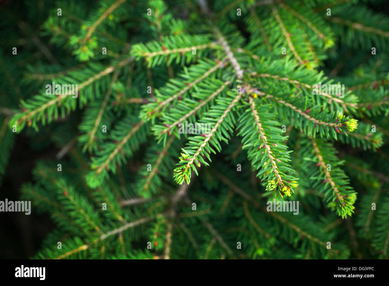 Leuchtend grüne Tanne Baum Zweige Nahaufnahme Foto Stockfoto
