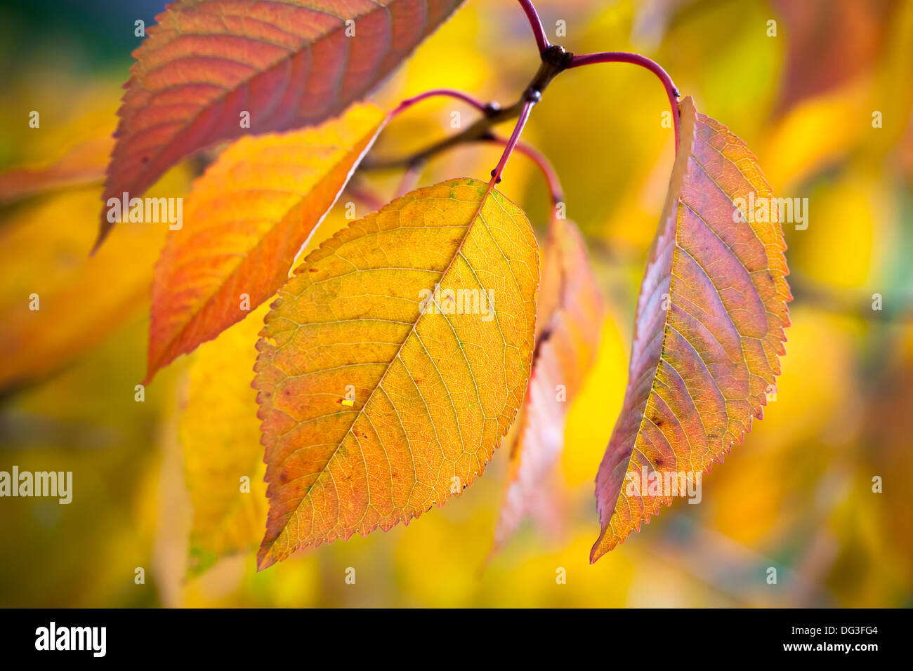 Herbst Fotohintergrund mit Makro aus bunten Blättern Stockfoto