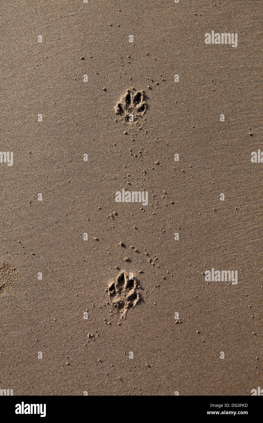 Hunde Pfotenabdrücke im sand Stockfoto