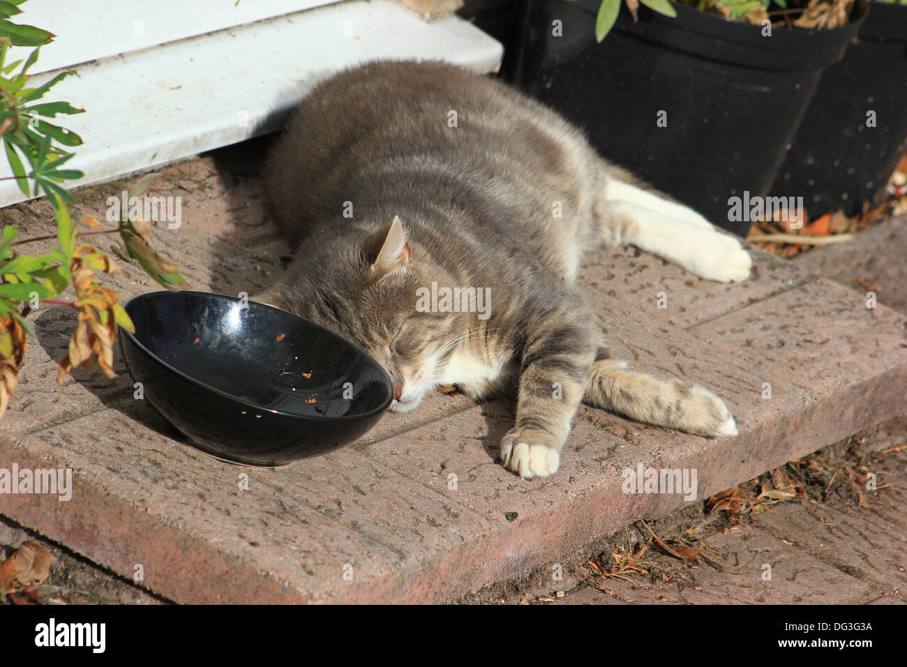 Am futternapf Fotos und Bildmaterial in hoher Auflösung Alamy